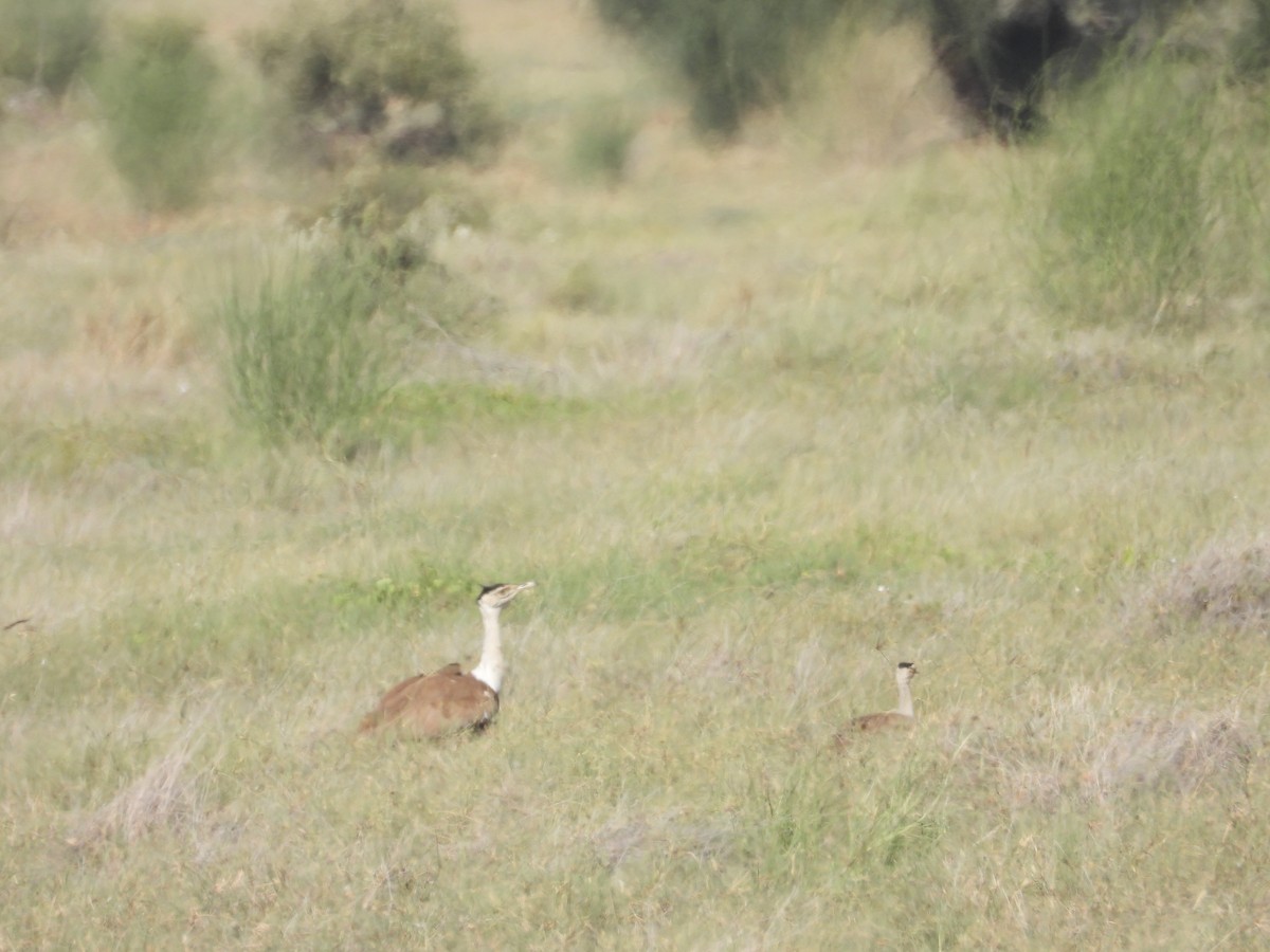 Great Indian Bustard - ML643192895