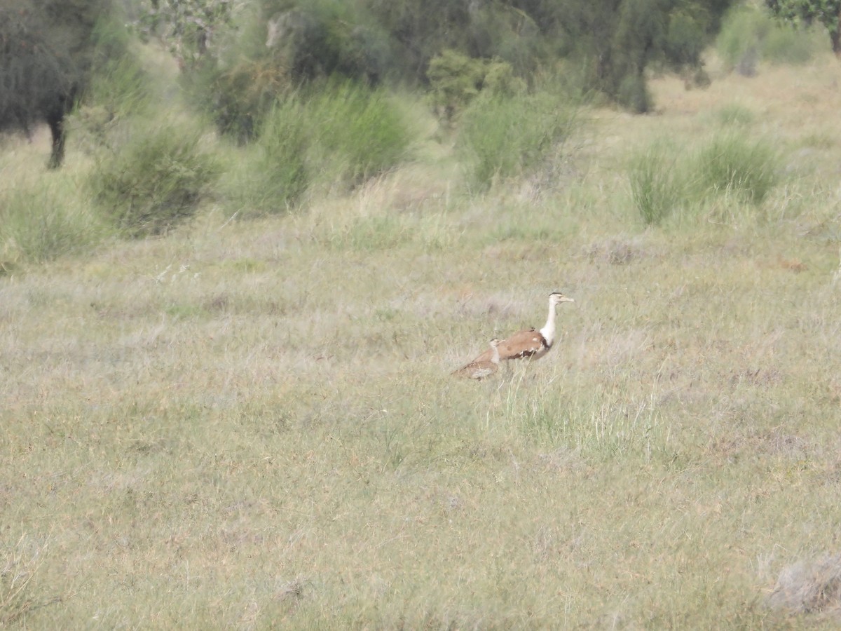 Great Indian Bustard - ML643192896