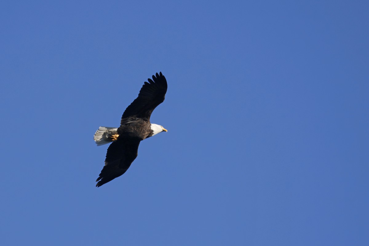 Bald Eagle - ML643192907