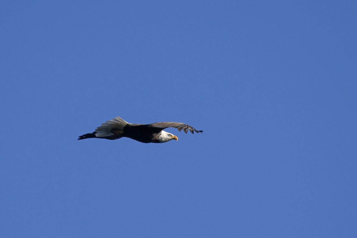 Bald Eagle - ML643192908