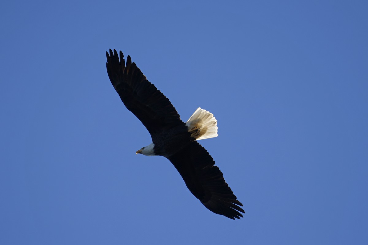 Bald Eagle - ML643192913