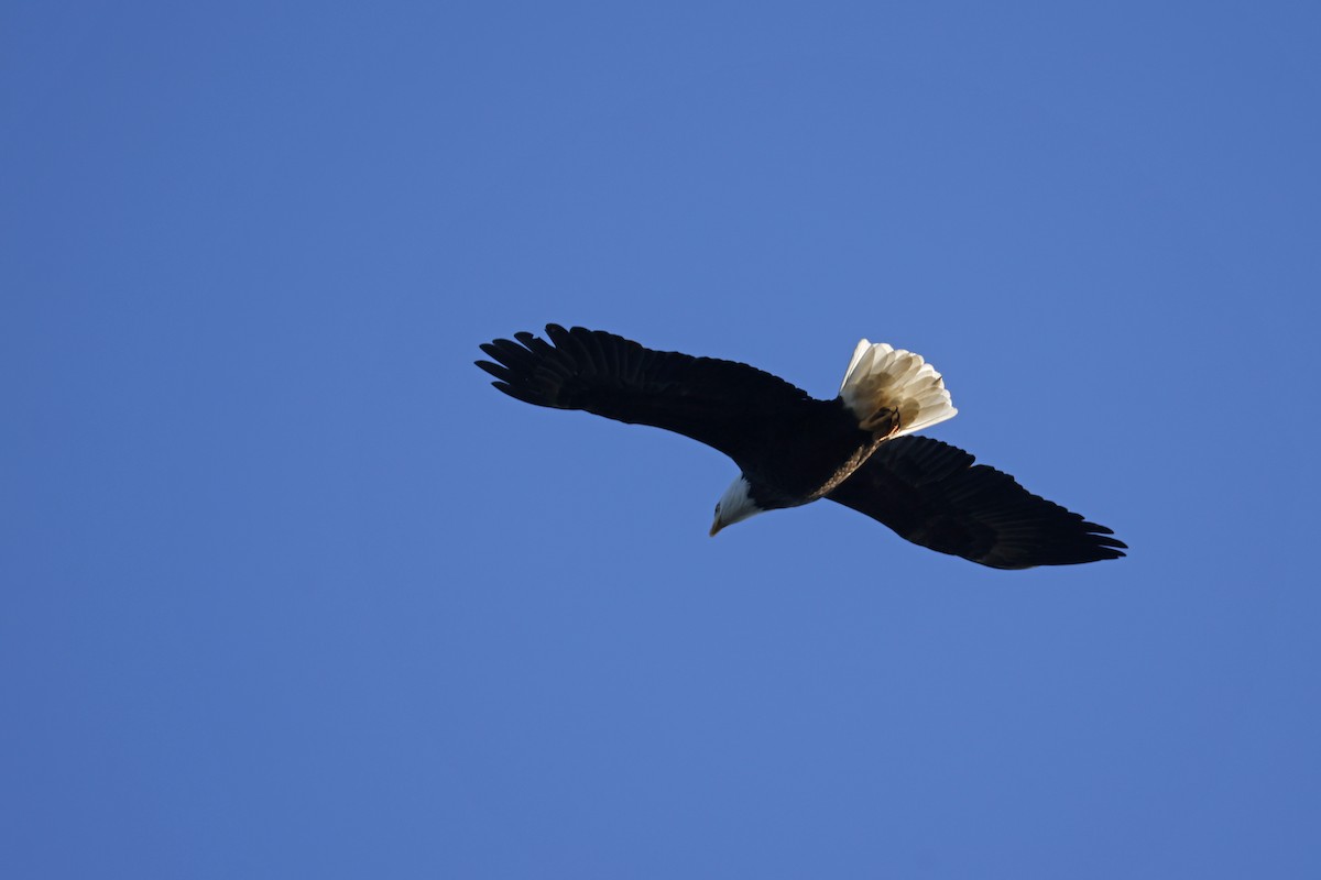 Bald Eagle - ML643192914