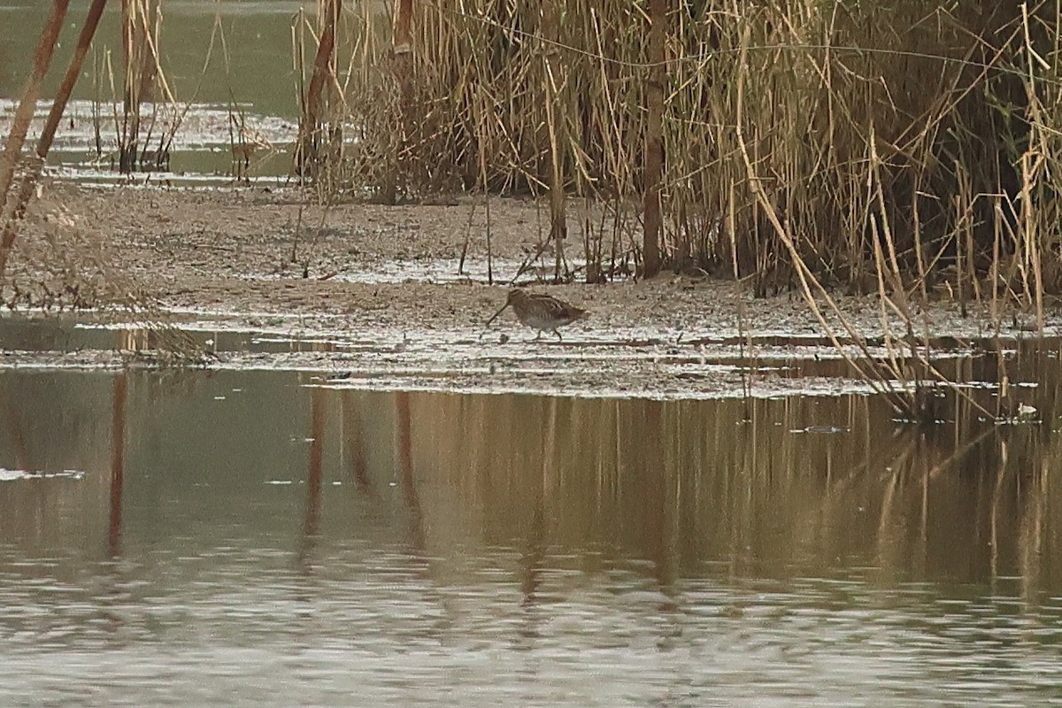 Common Snipe - ML643192917