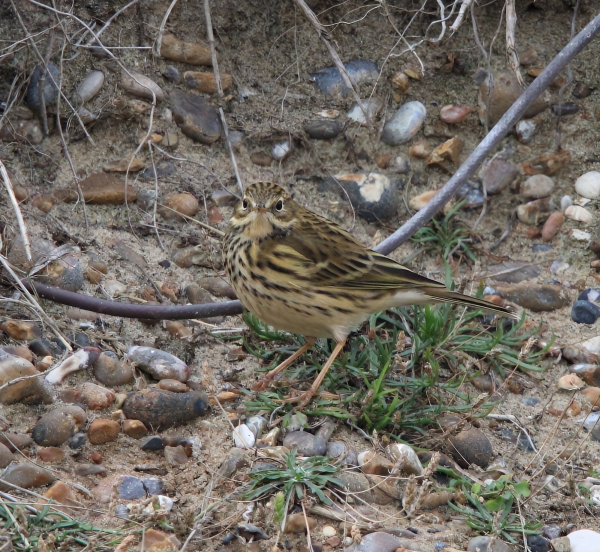 Pipit farlouse - ML643192954