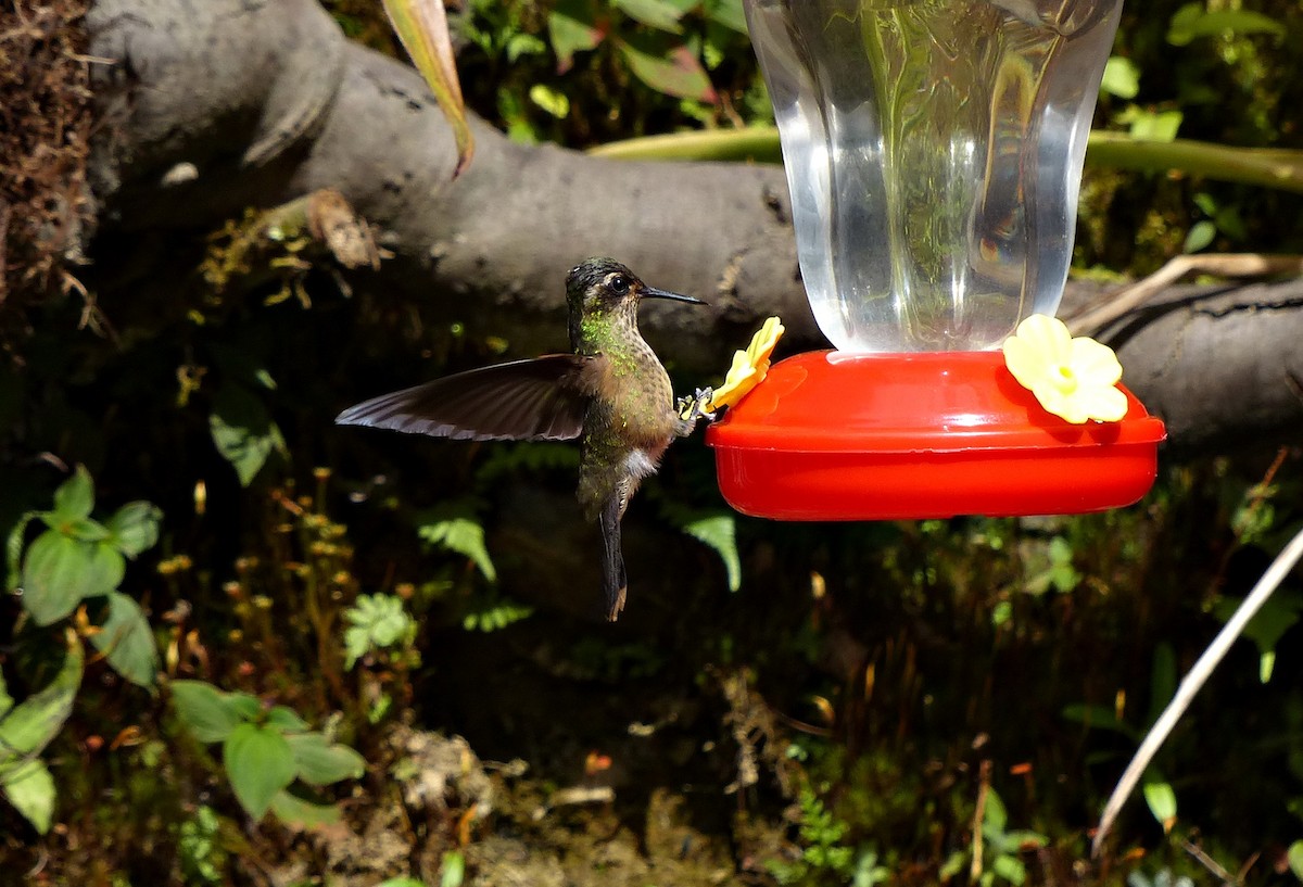 Colibri moucheté - ML643192962