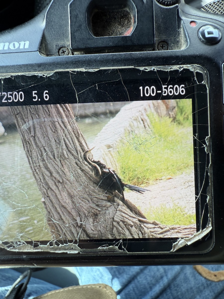 Anhinga - ML643192991