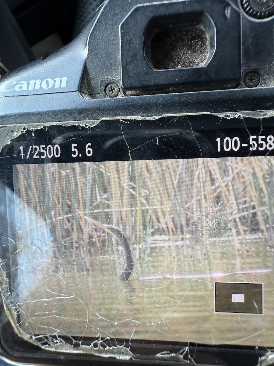 Anhinga - ML643192992