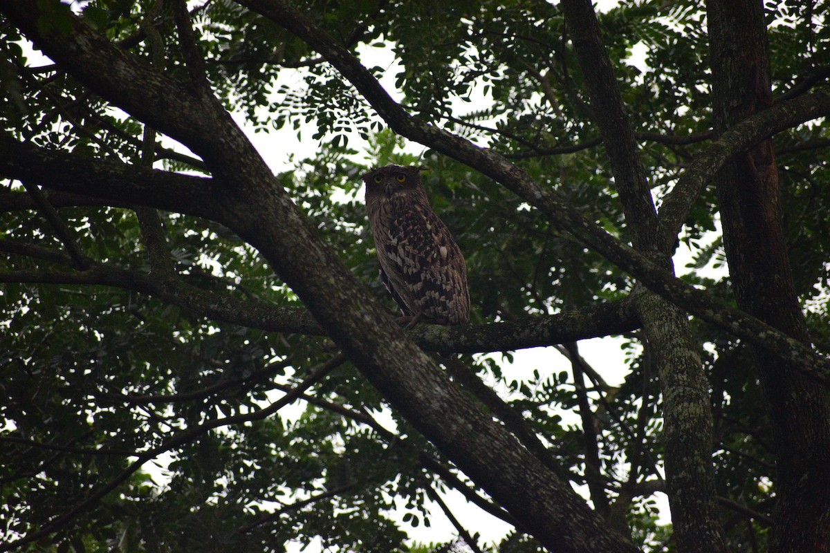 Brown Fish-Owl - ML643192993