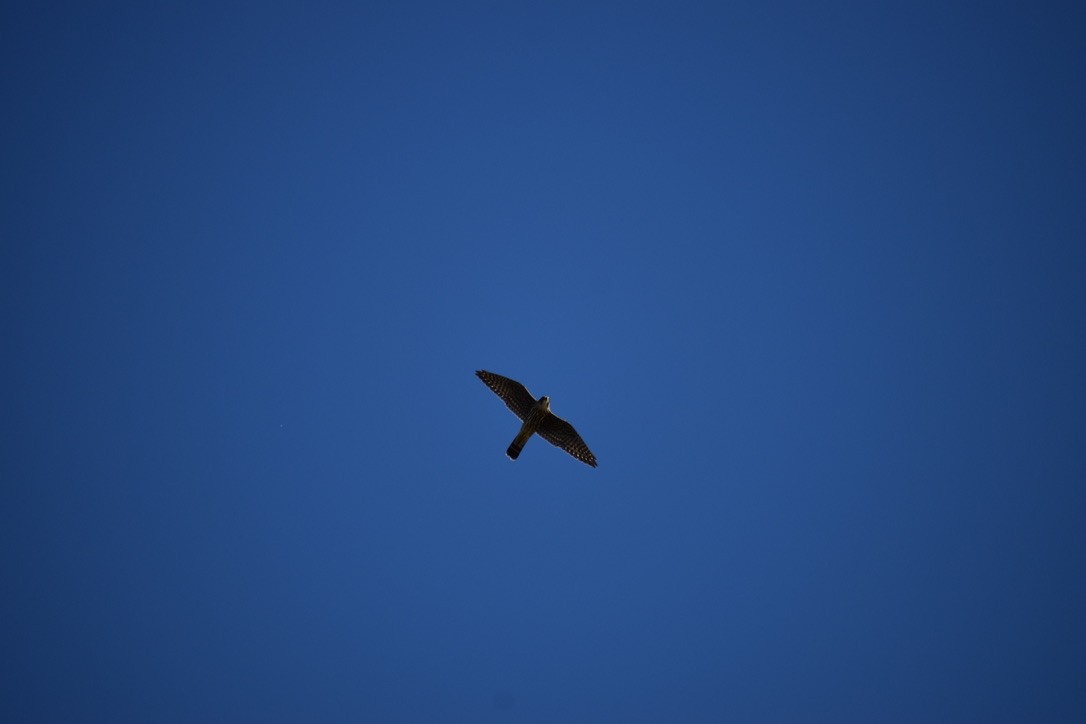 Merlin (Taiga) - ML643193000