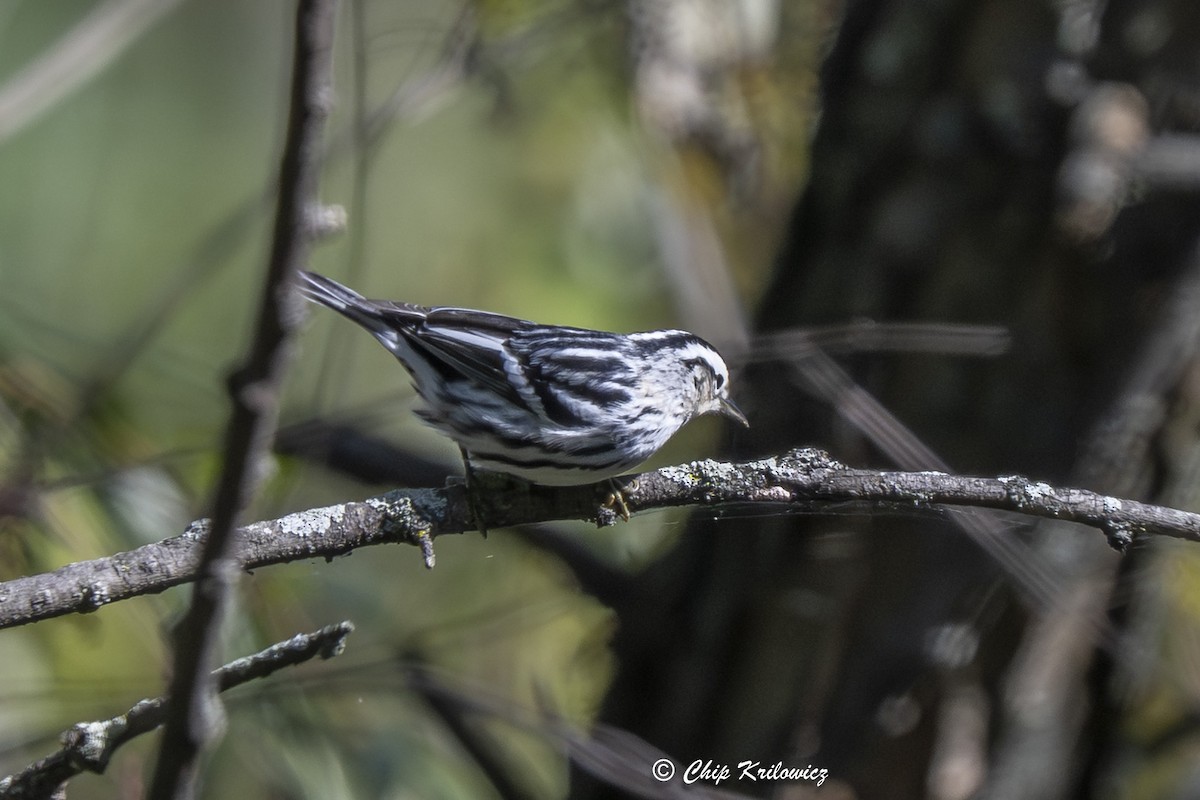Black-and-white Warbler - ML643193006