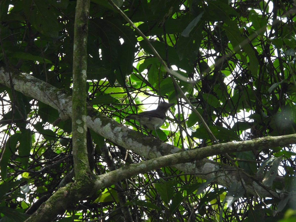 Black-billed Thrush - ML643193013