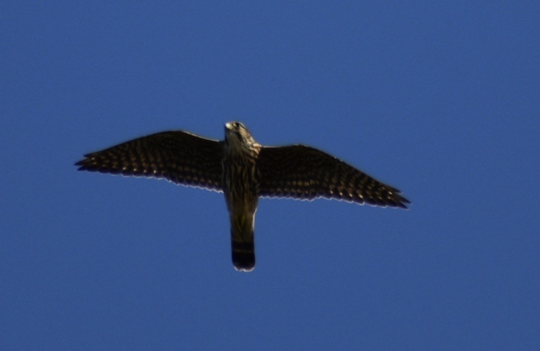 Merlin (Taiga) - ML643193014