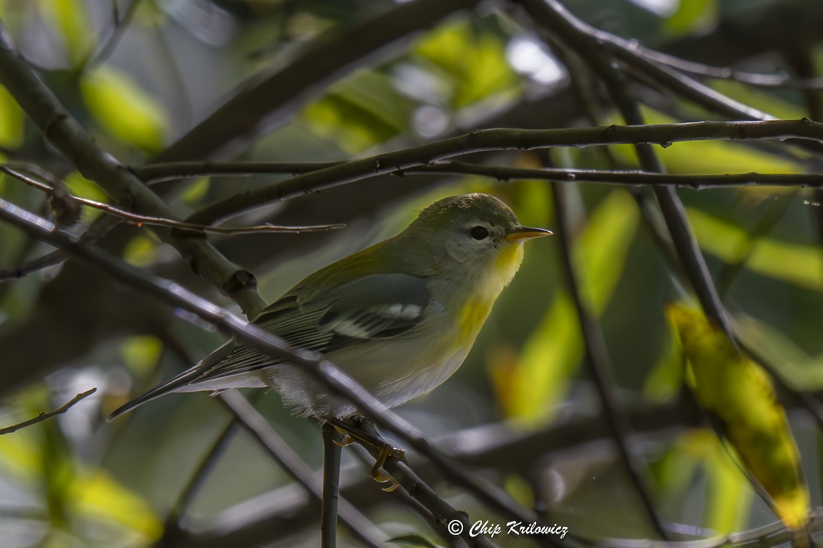 Northern Parula - ML643193016