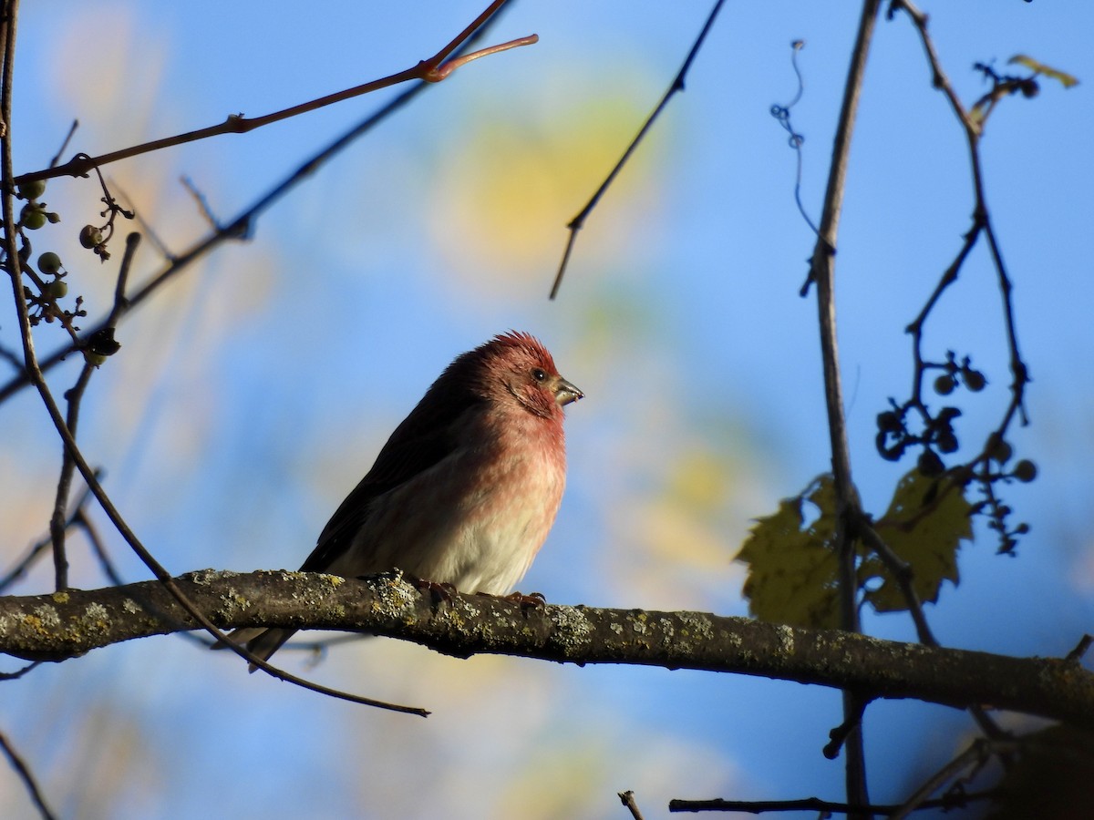 Purple Finch - ML643193017