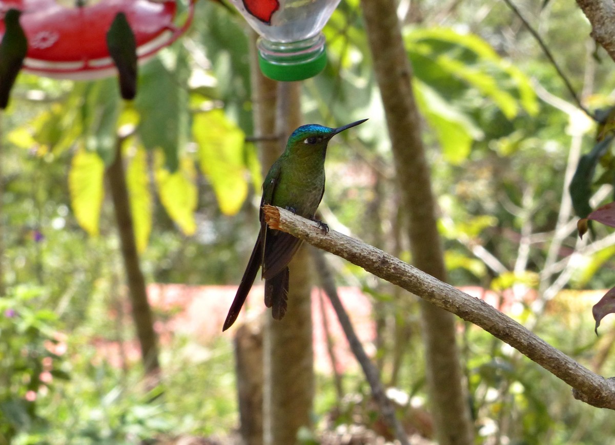 Long-tailed Sylph - ML643193021