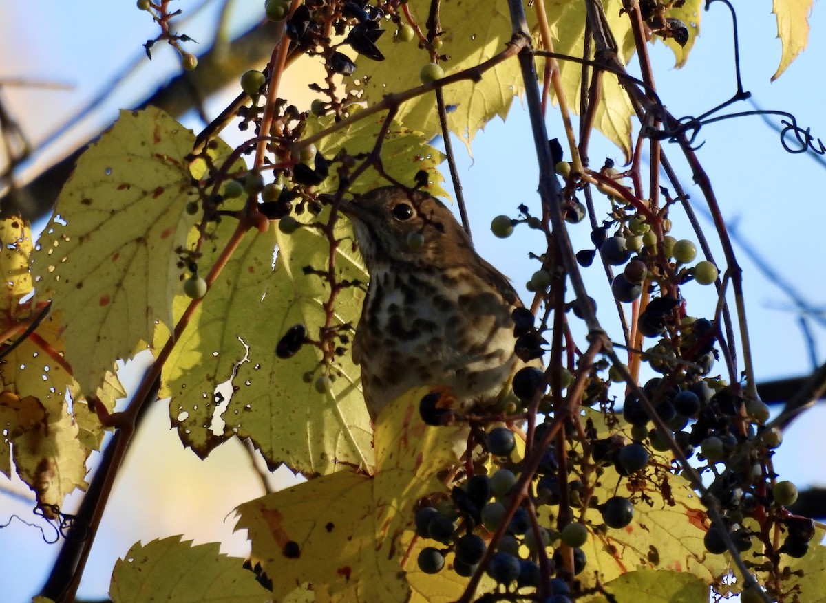 Hermit Thrush - ML643193022