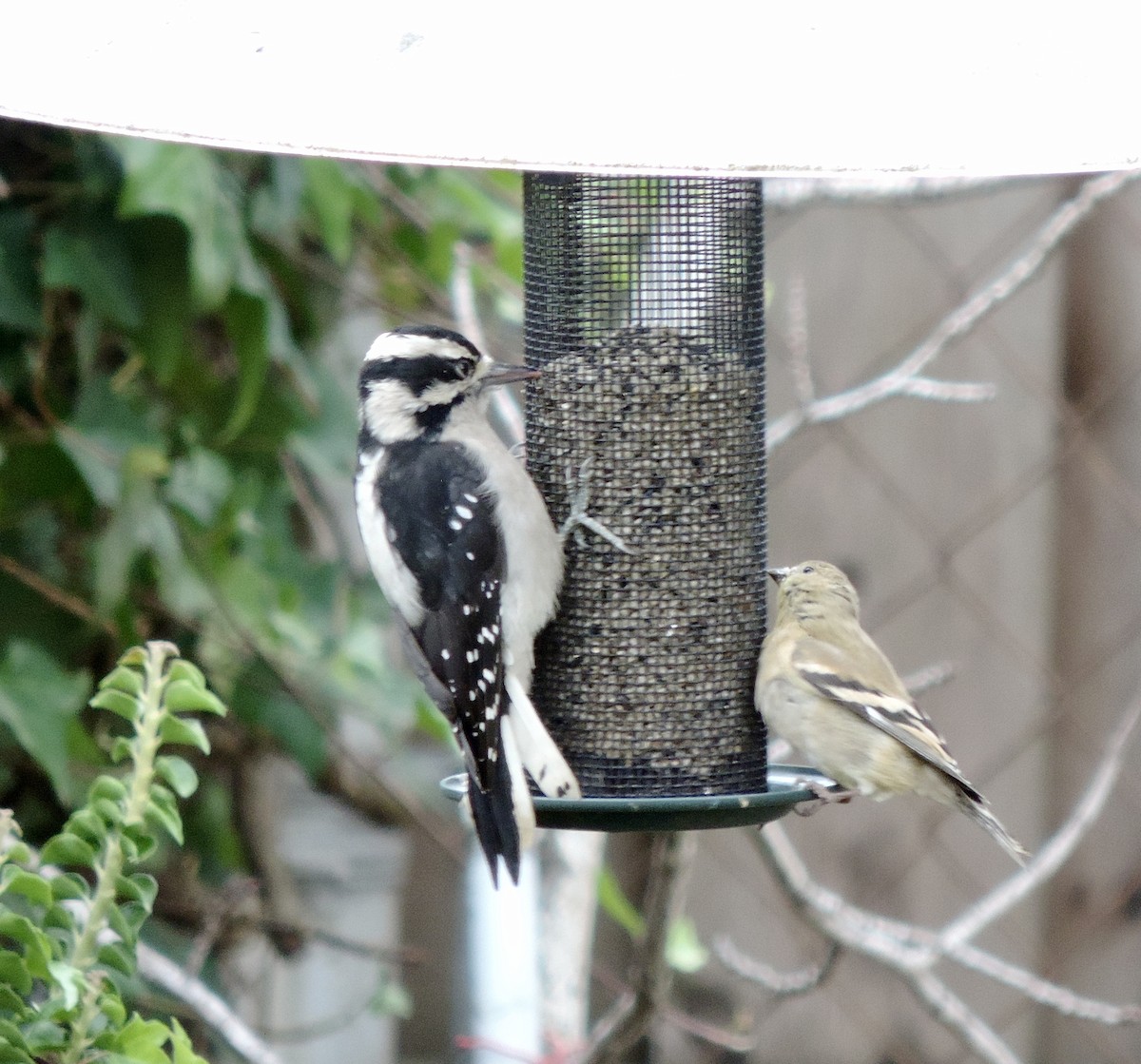 American Goldfinch - ML643193025