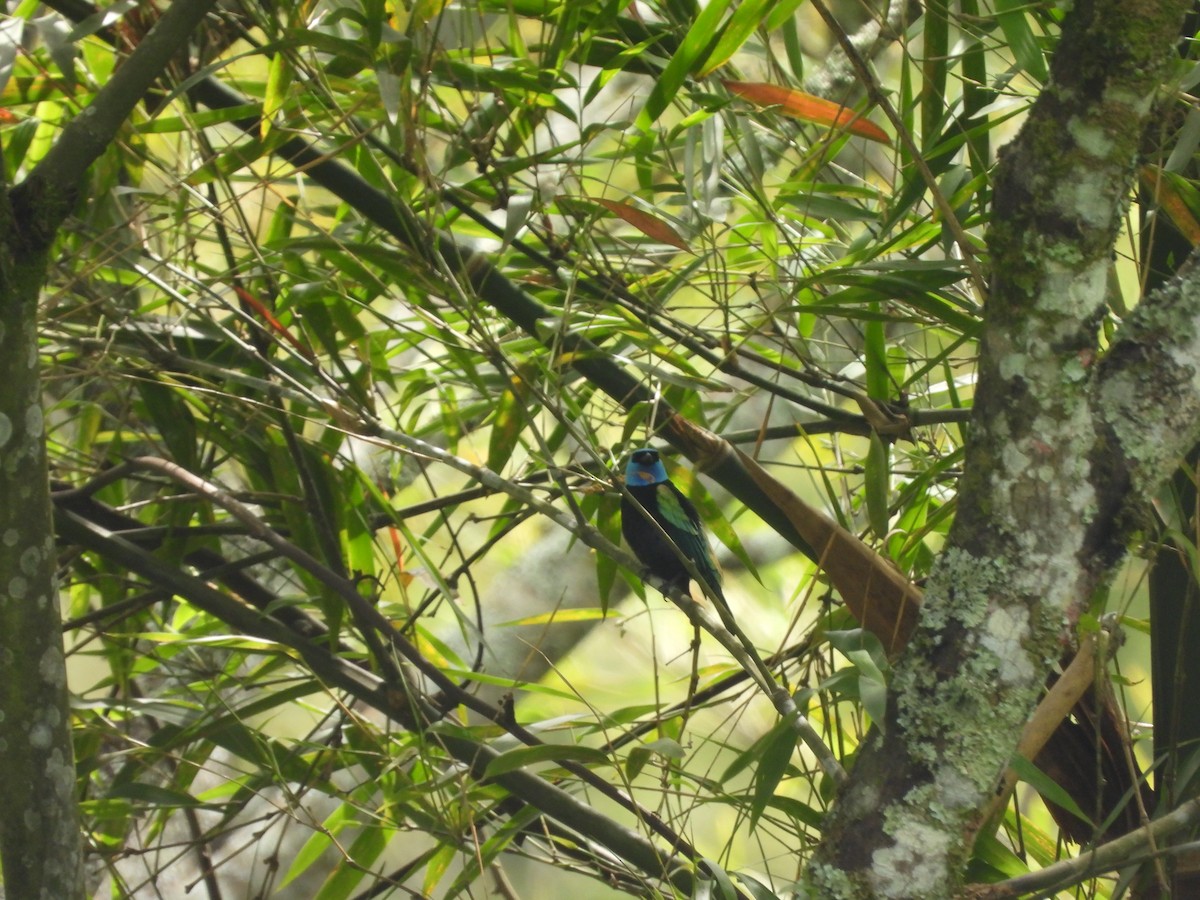 Blue-necked Tanager - ML643193029