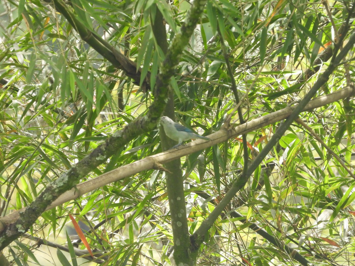 Blue-gray Tanager - ML643193034