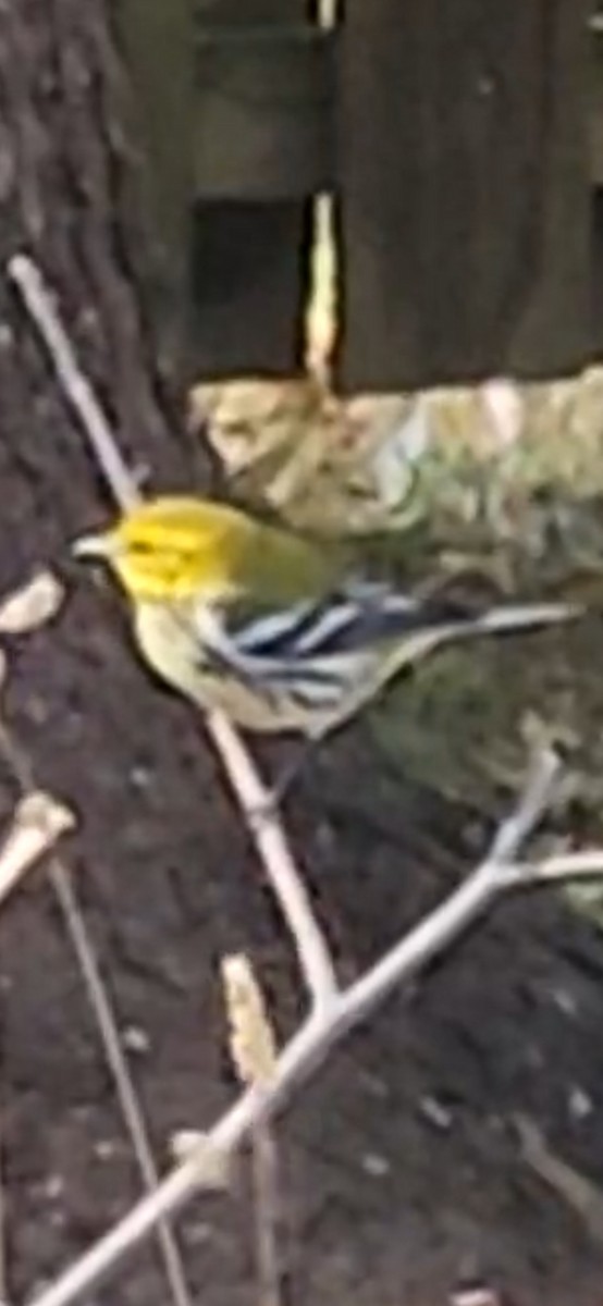 Black-throated Green Warbler - ML643193036