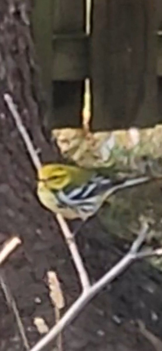 Black-throated Green Warbler - ML643193037