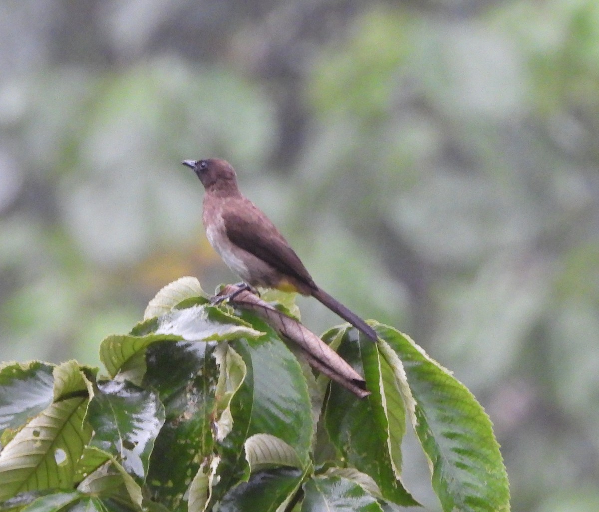 Common Bulbul - ML643193038