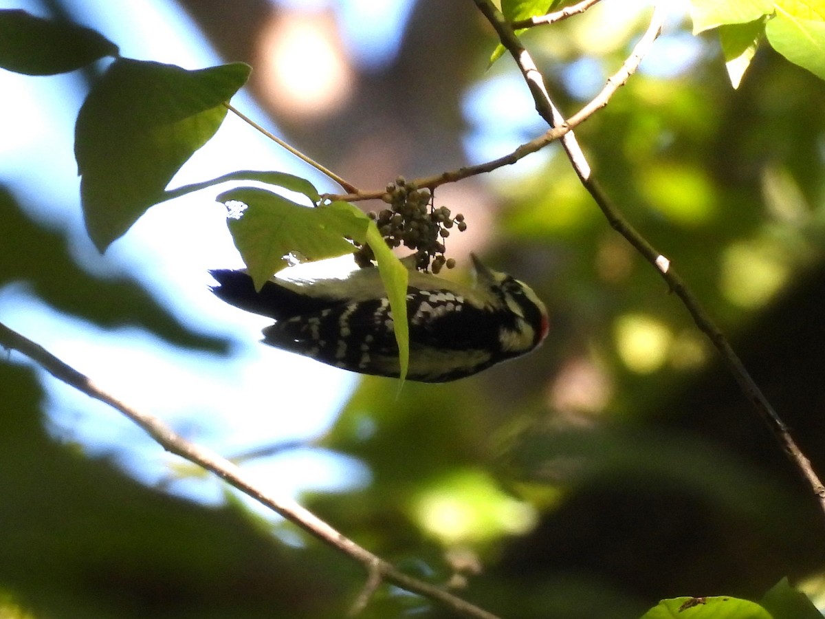 Downy Woodpecker - ML643193039