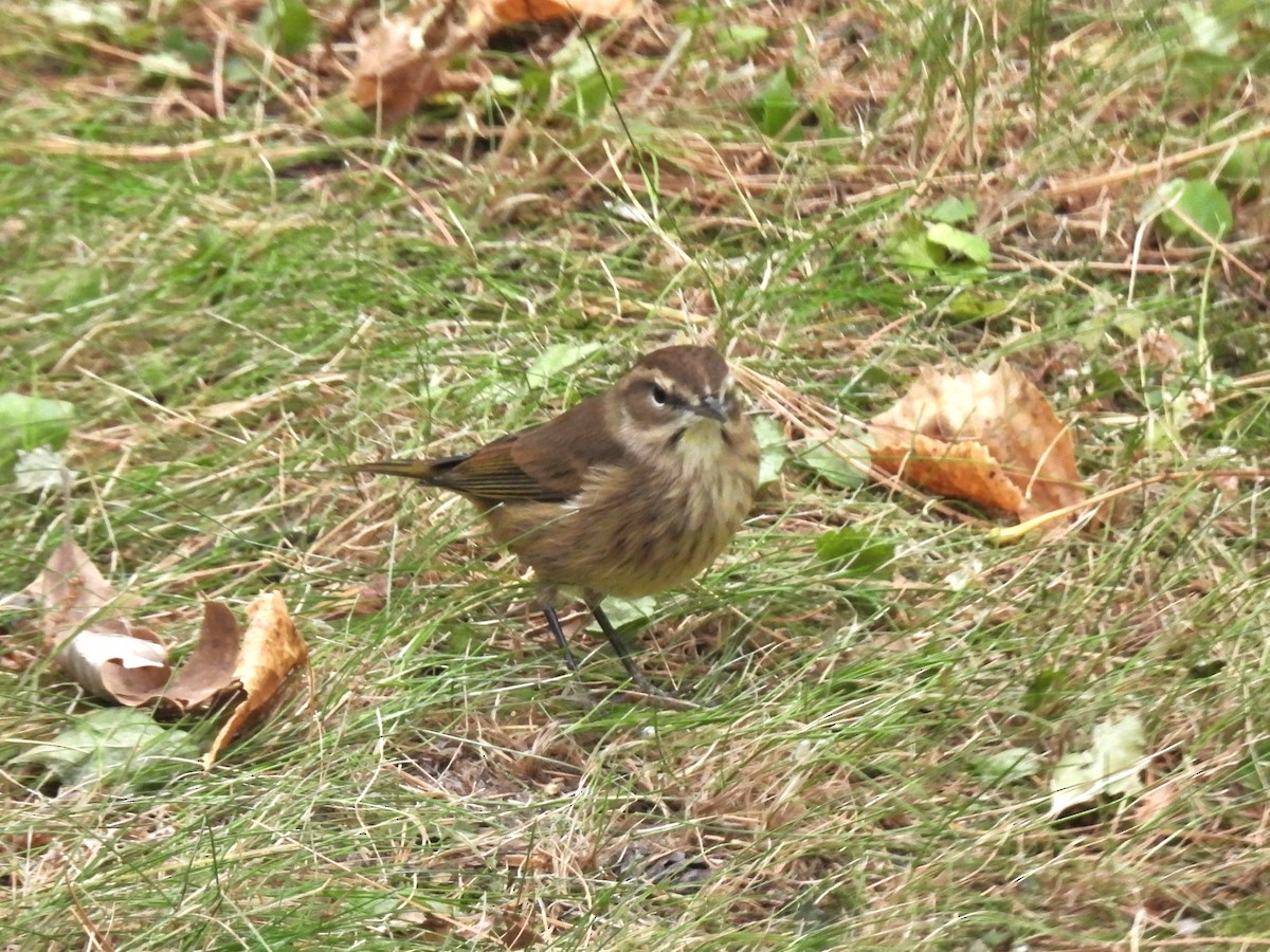 Palm Warbler - ML643193041