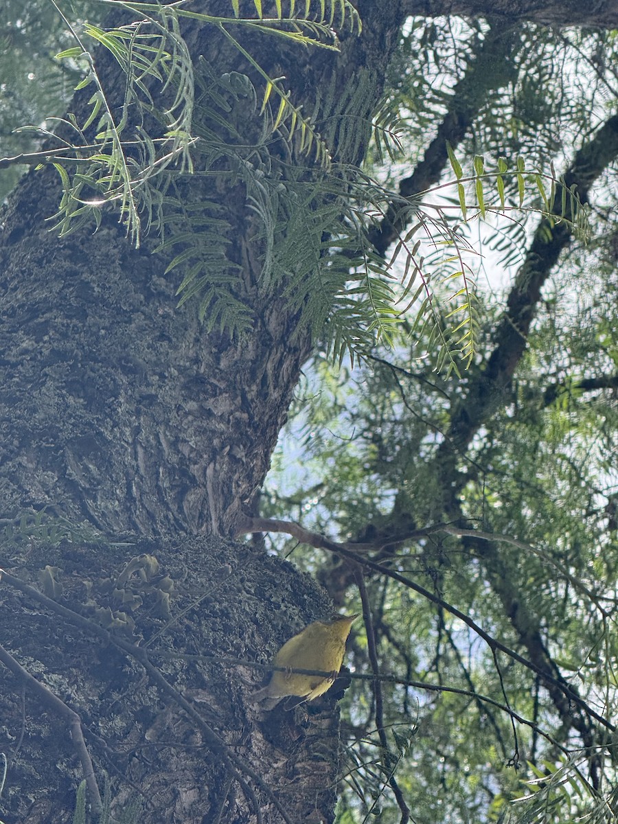 Canada Warbler - ML643193042