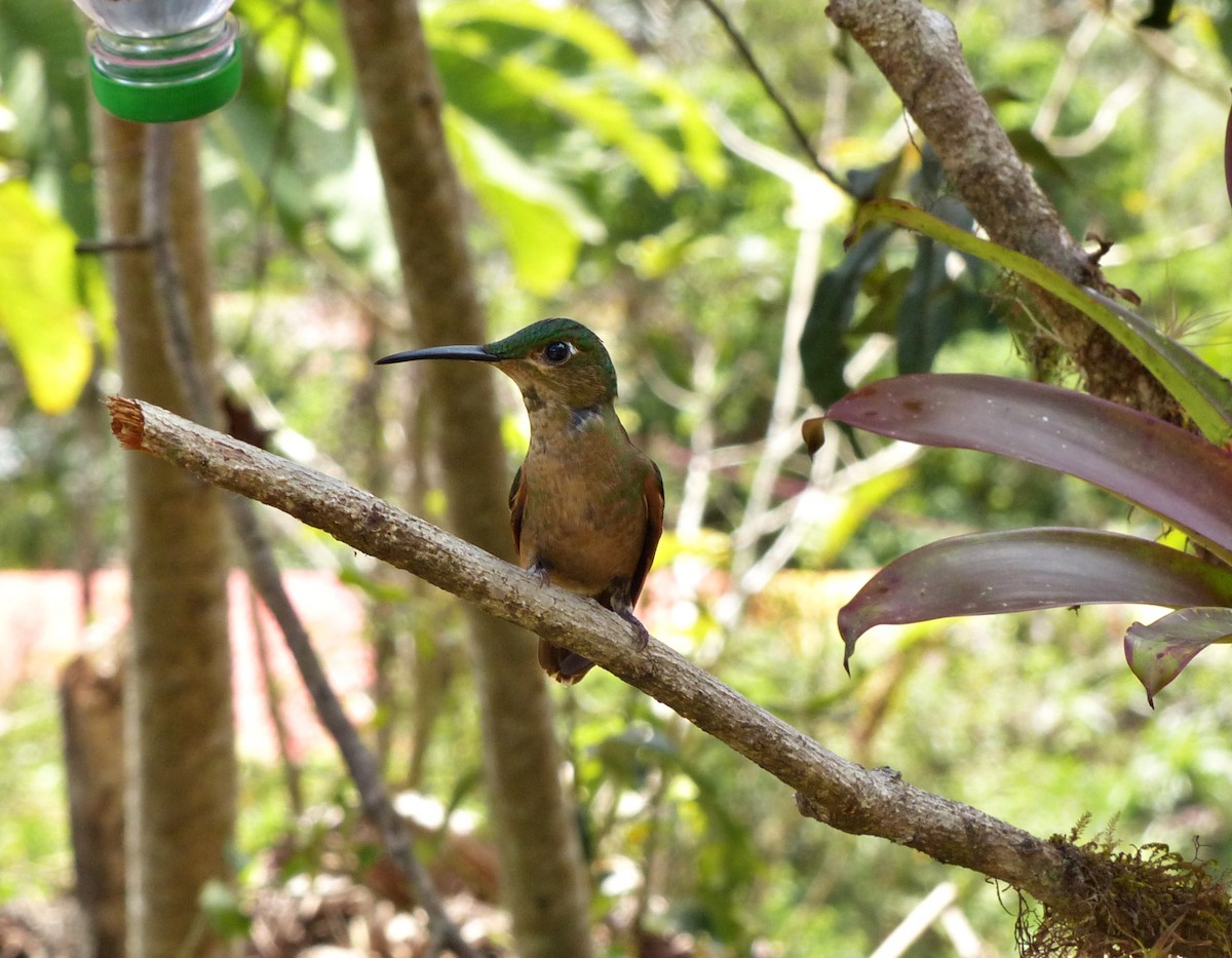 Fawn-breasted Brilliant - ML643193048