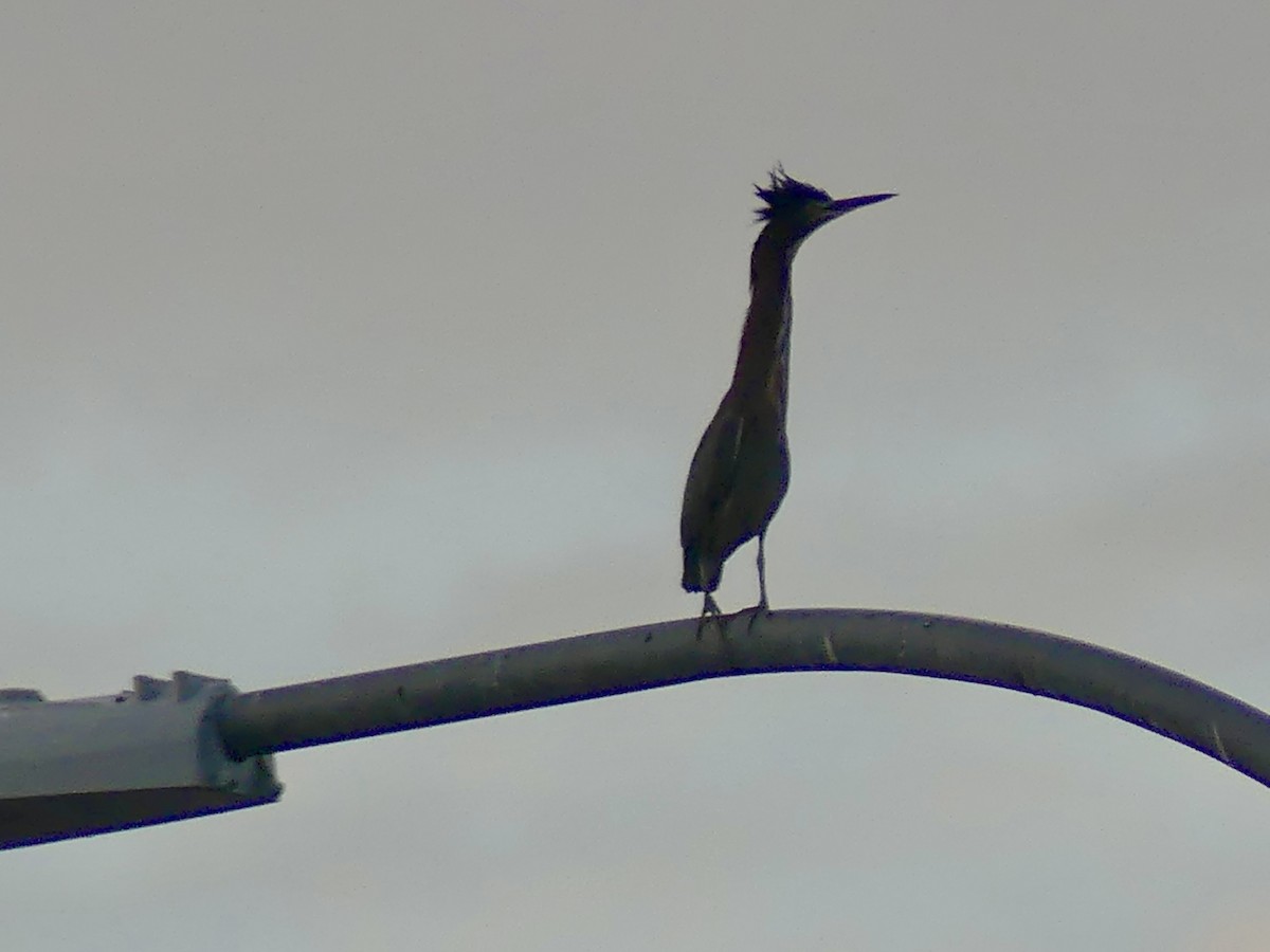 Green Heron - ML643193049
