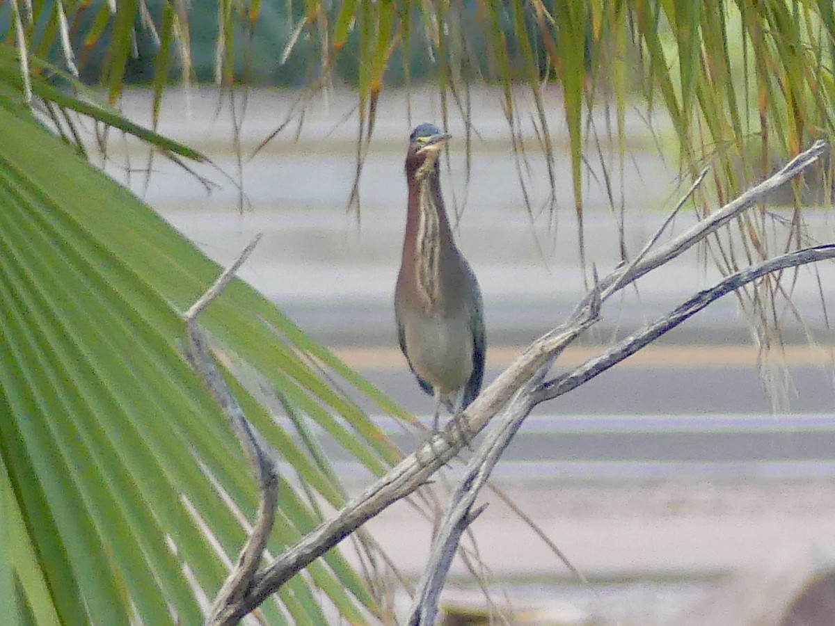 Green Heron - ML643193050