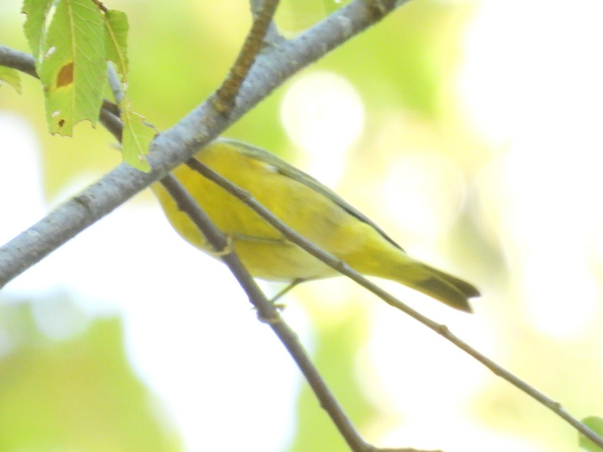 Nashville Warbler - ML643193051