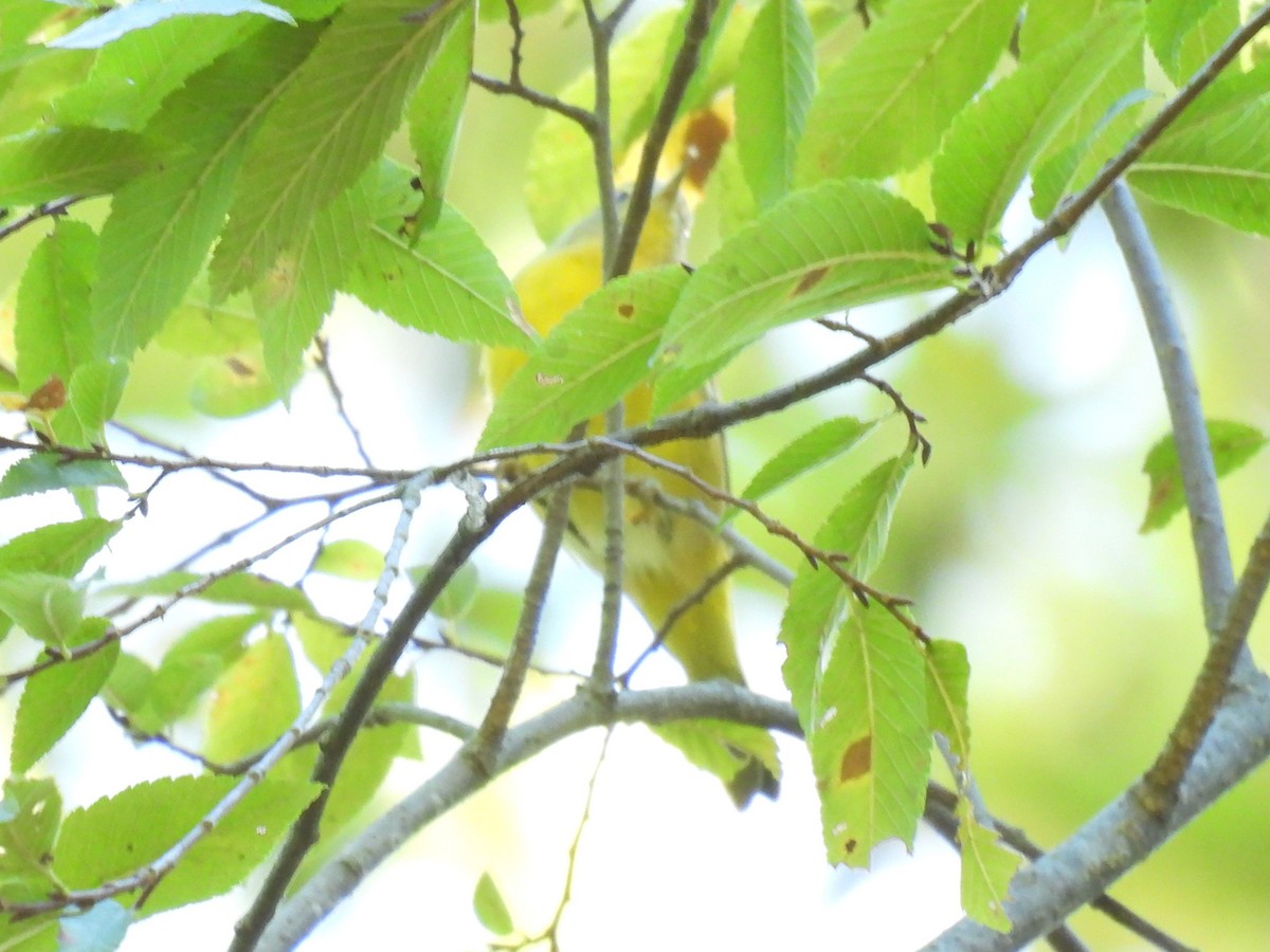 Nashville Warbler - ML643193052