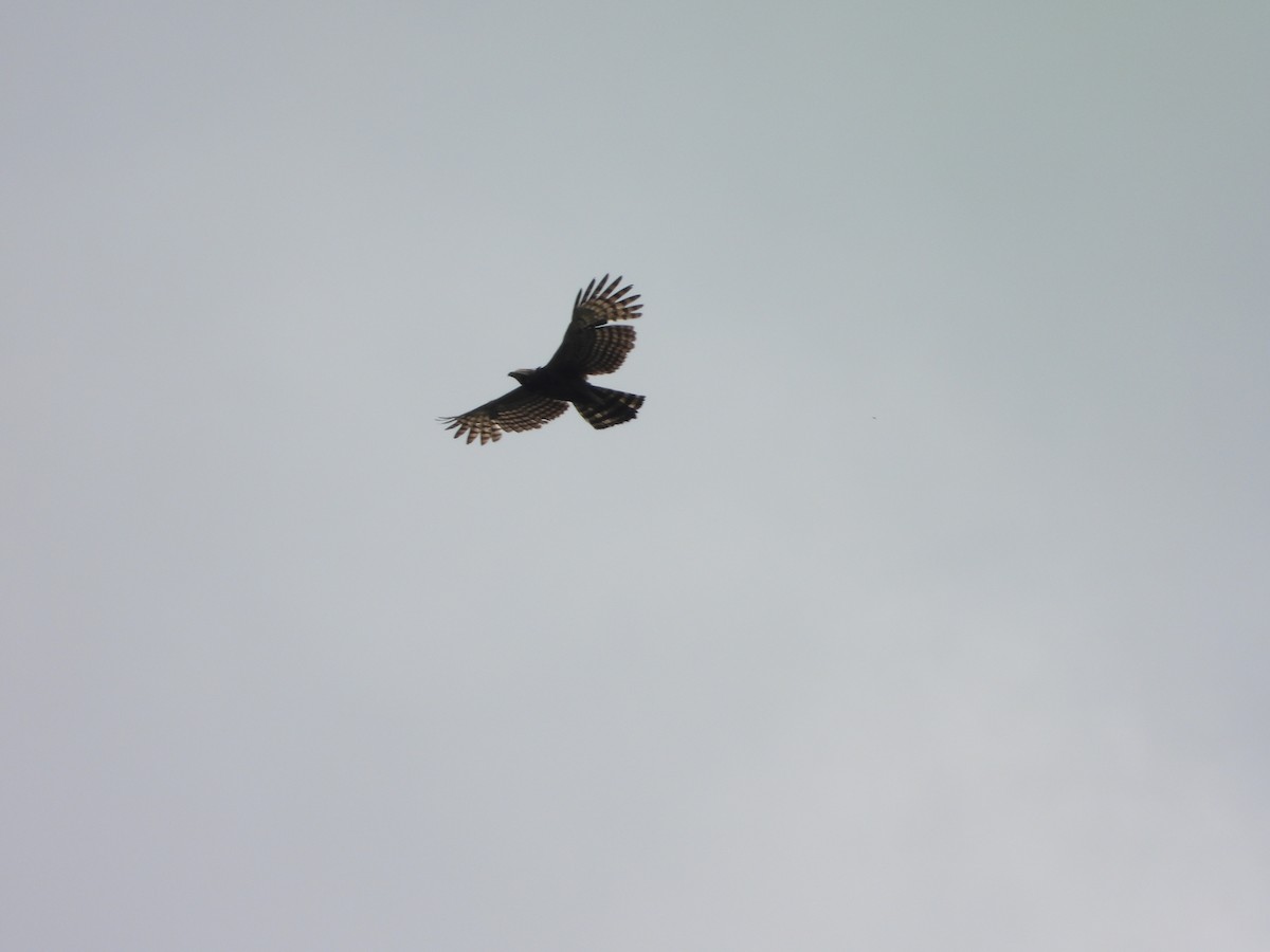 Black Hawk-Eagle - ML643193062