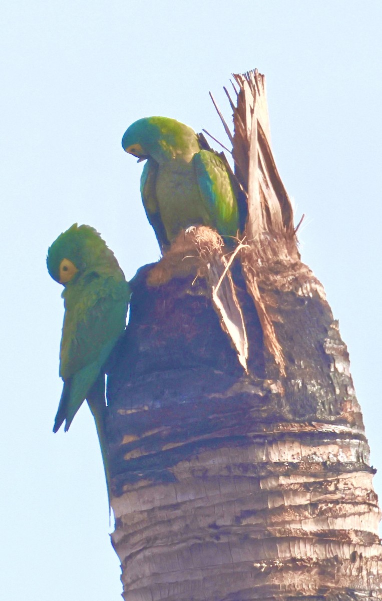 Yellow-faced Parrot - ML643193077