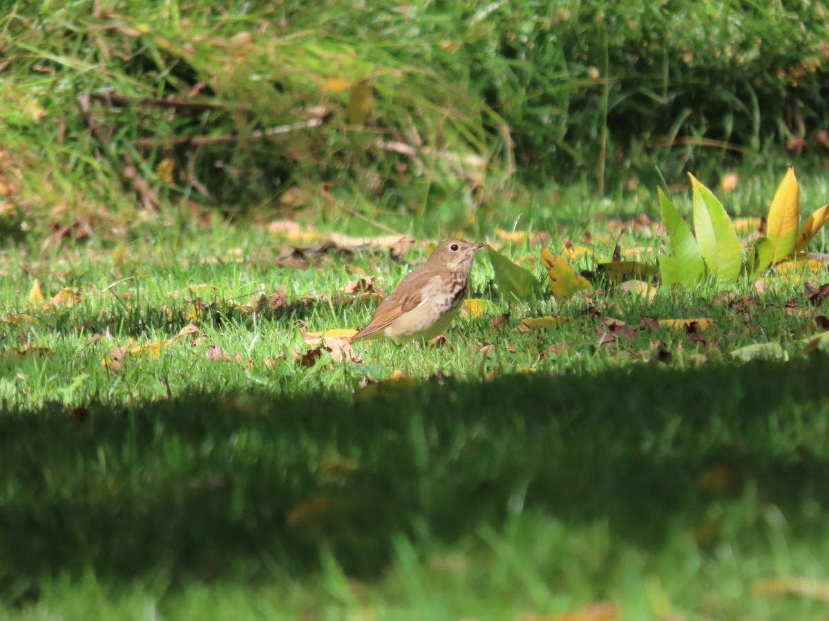 Hermit Thrush - ML643193084