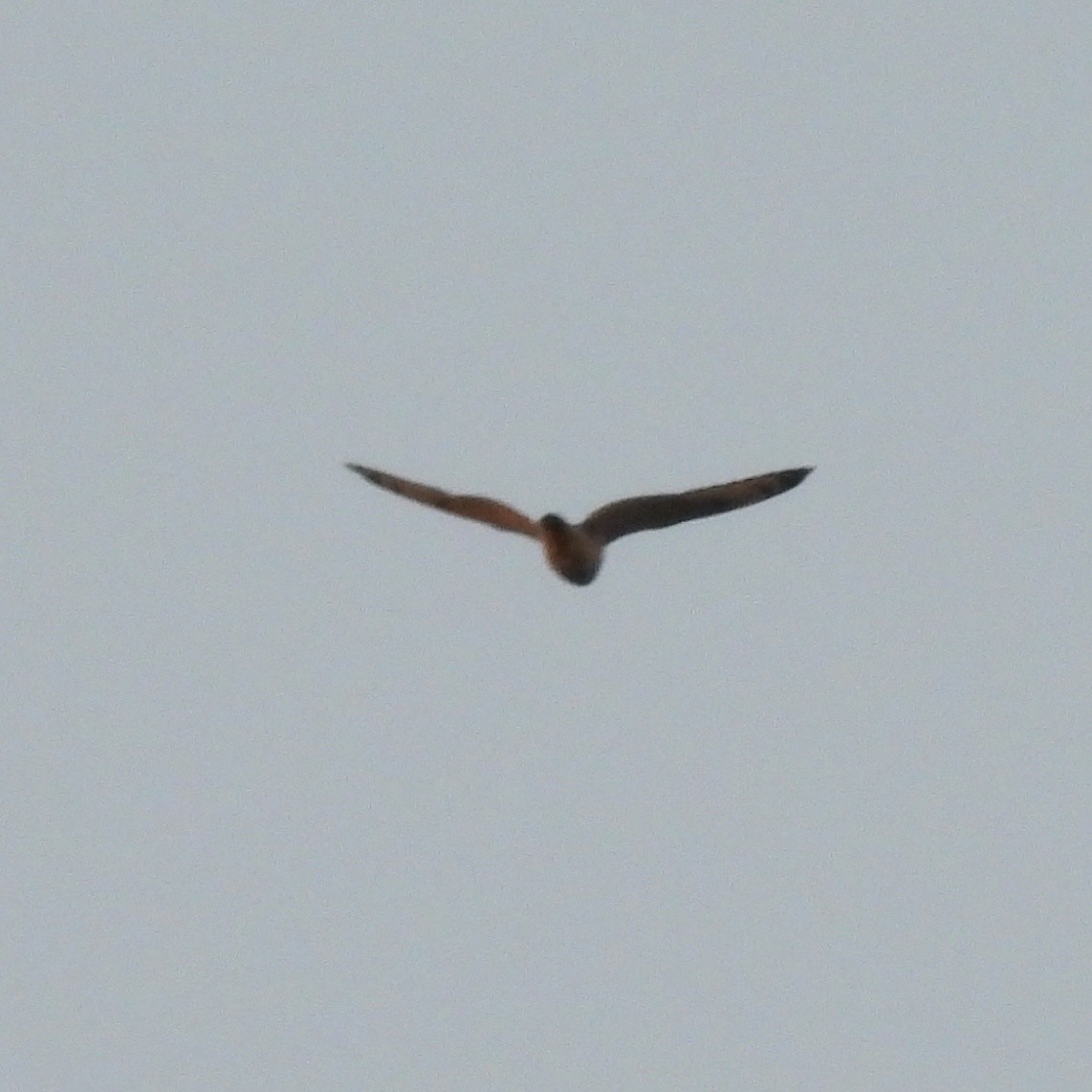Short-eared Owl - ML643193087