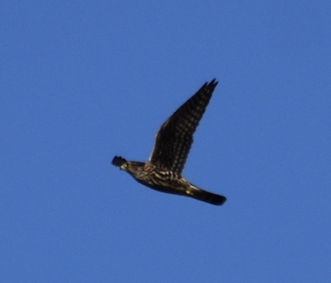 Merlin - ML643193090