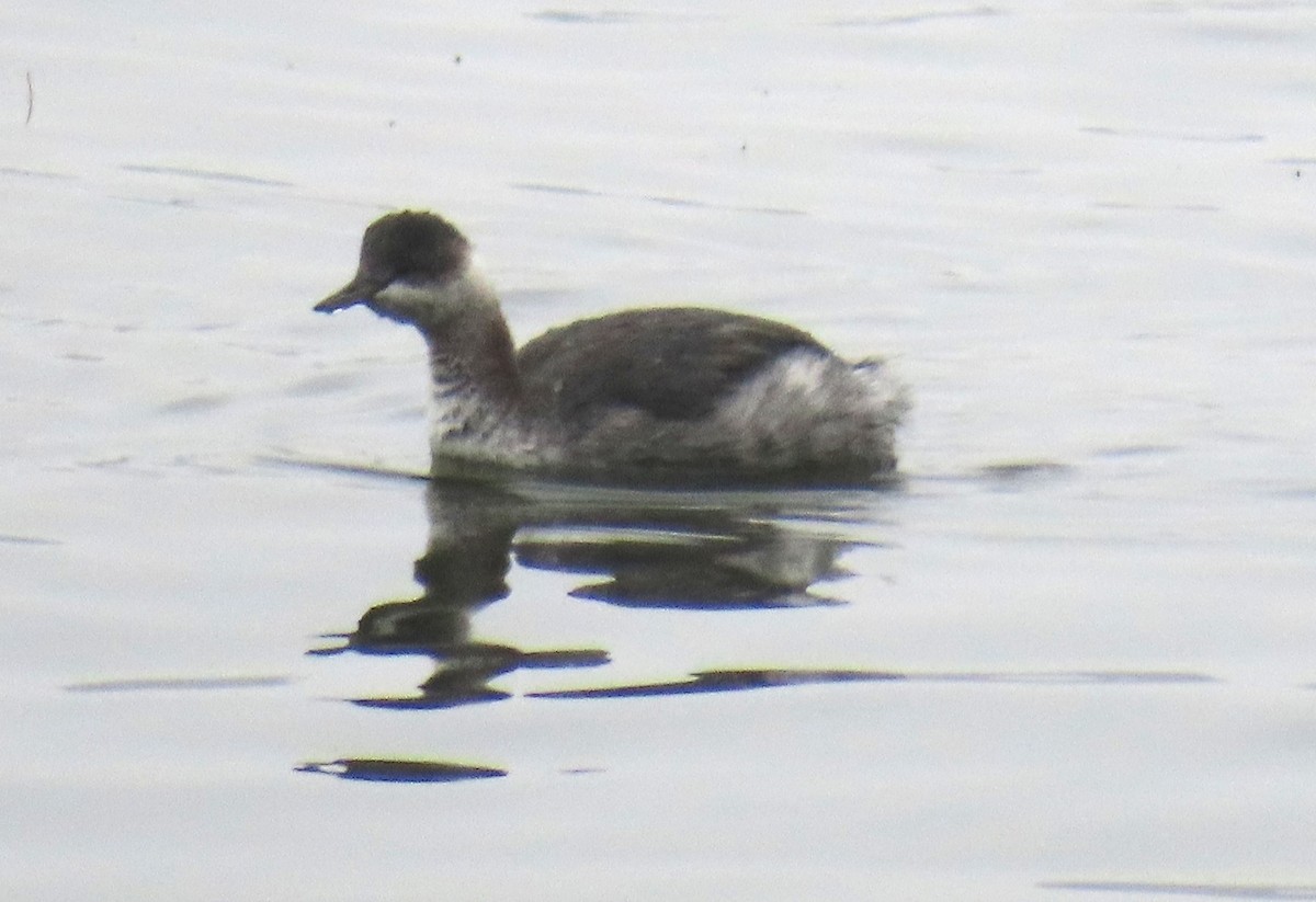 Eared Grebe - ML643193099