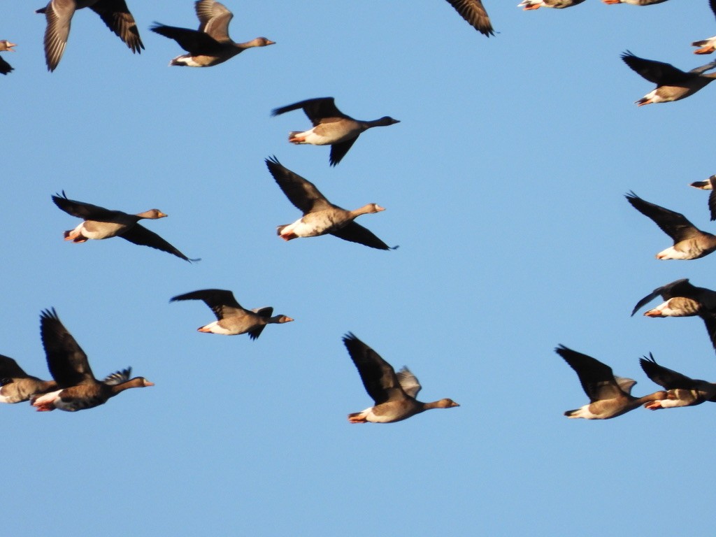 Greater White-fronted Goose - ML643193100