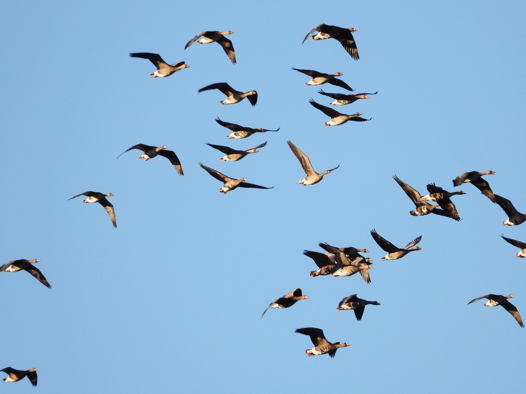 Greater White-fronted Goose - ML643193101