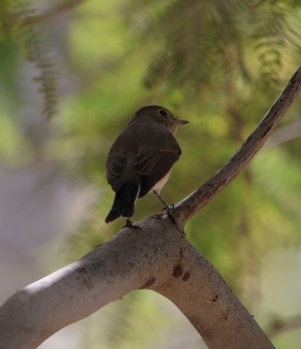Red-breasted Flycatcher - ML643193102