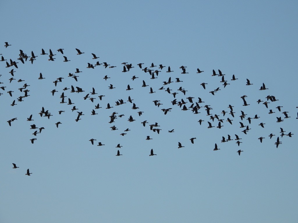 Greater White-fronted Goose - ML643193104