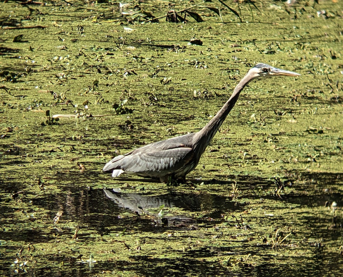 Great Blue Heron - ML643193107