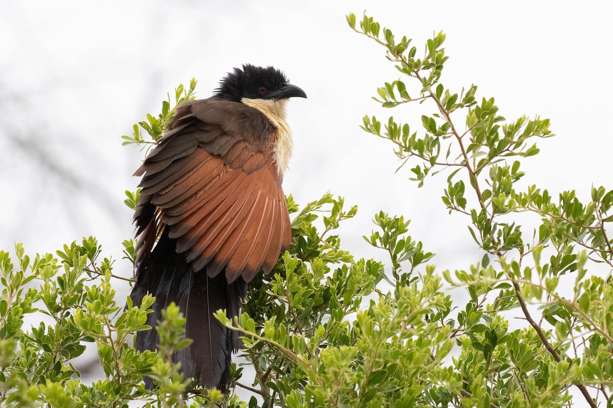 Coppery-tailed Coucal - ML643193108