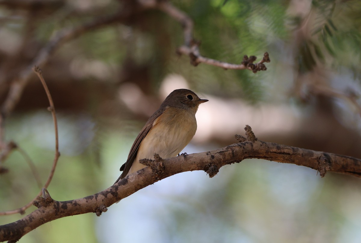 Red-breasted Flycatcher - ML643193109