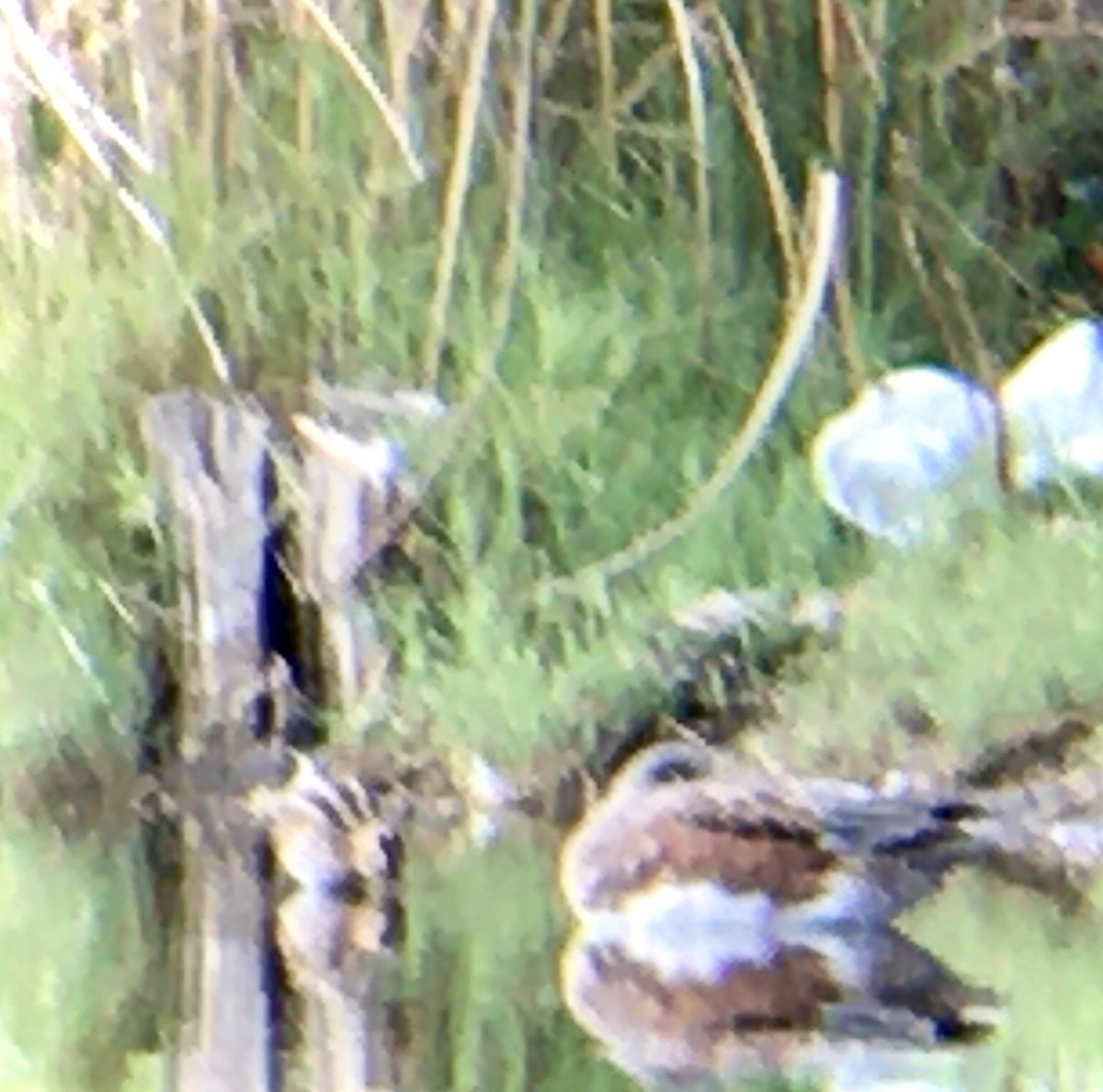 Wilson's Snipe - ML643193112
