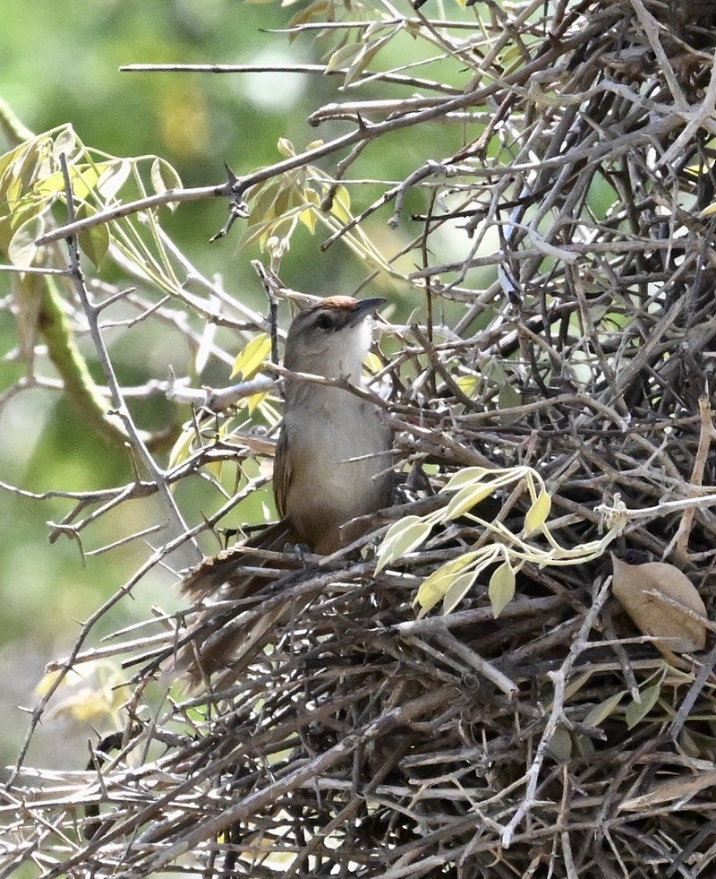 Rufous-fronted Thornbird - ML643193113