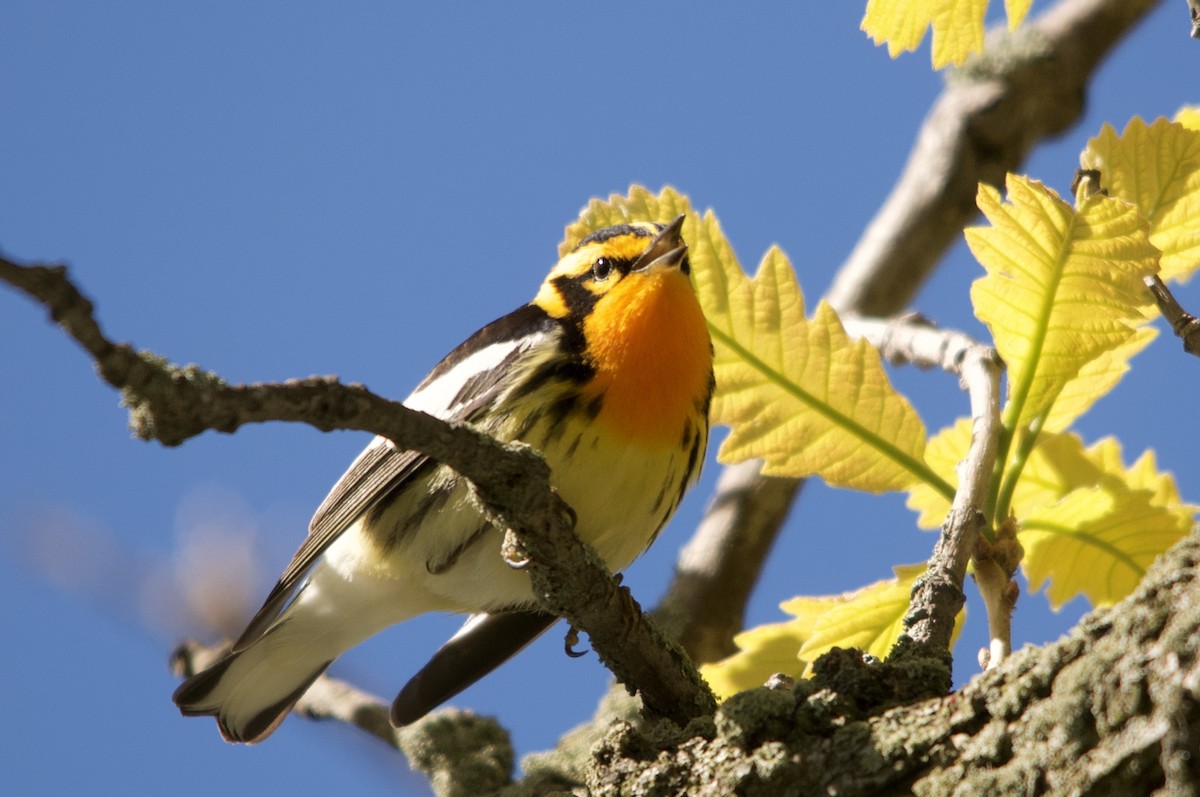 Blackburnian Warbler - ML643193114